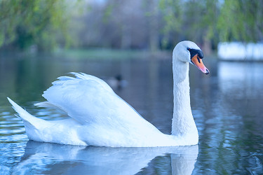 Beautiful White Swan on a Calm Lake · Free Stock Photo
